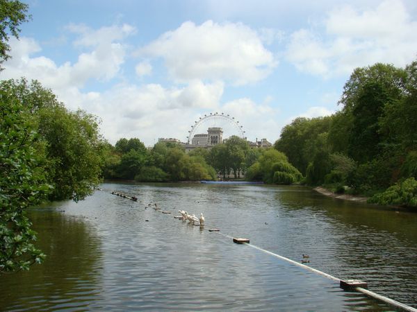 St-James-Park---Londres.JPG