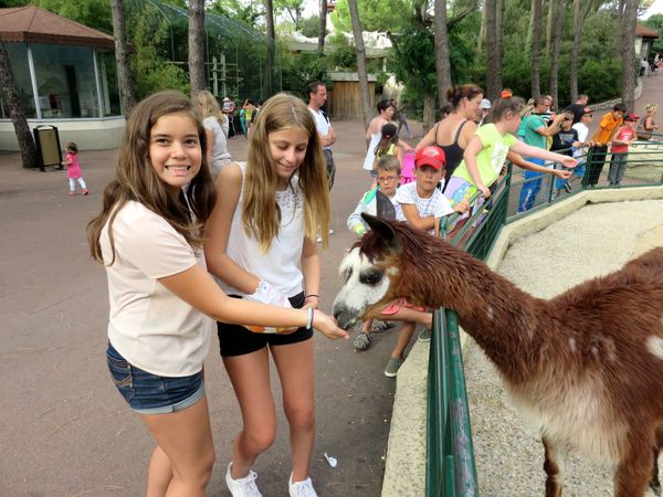 palmir zoo lama