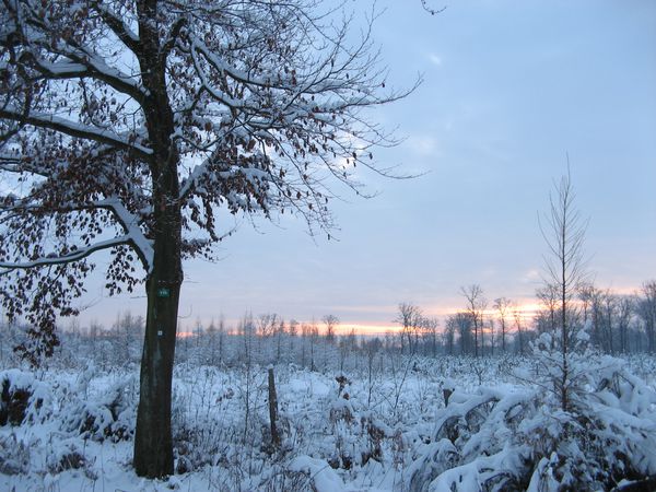 le-Gros-Chene-sous-la-neige-dec-2010-4636.JPG