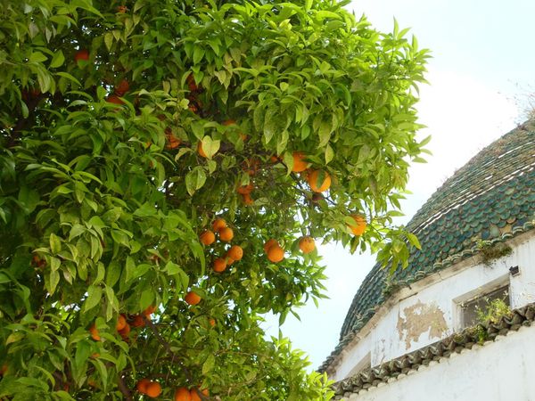 bigarardier-a-Tunis--orange-amere---4-.JPG
