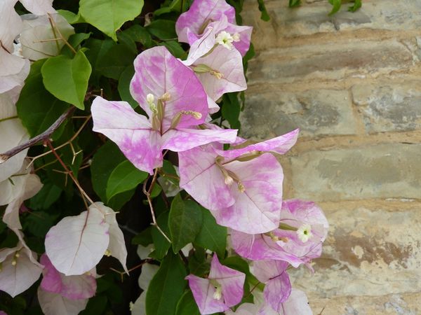 bougainvillier-a-Cartahage--2-.JPG