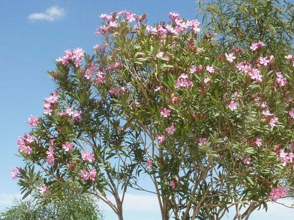 laurier-rose-a-Sbeitla.JPG
