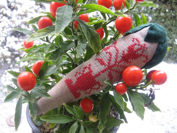 fragola Niky 2