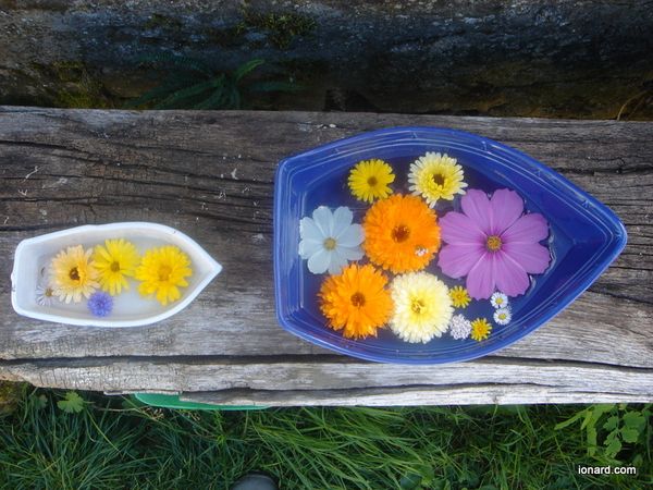 DSC00529