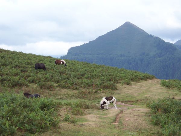 Pyrénées - Roncevaux-02