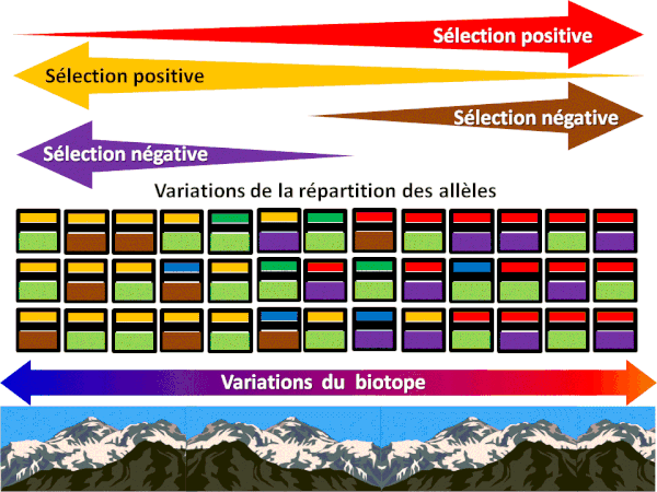 6 biotope allèles