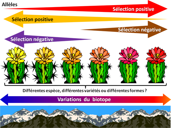 7 biotope plantes