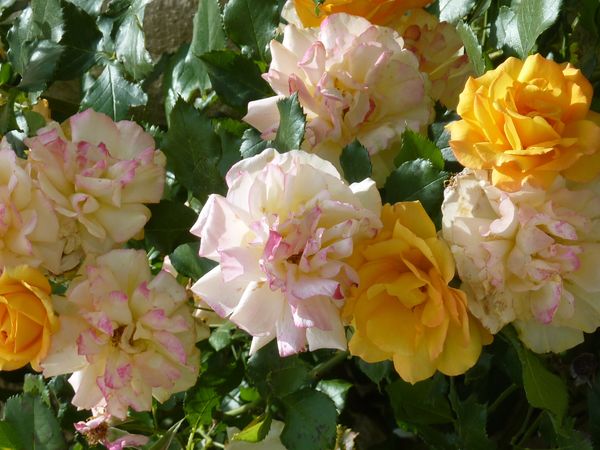 Ansouis roses