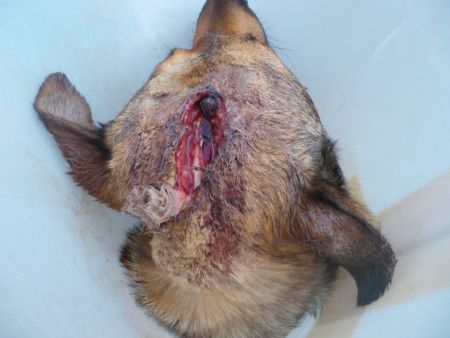 FARCO - malinois 9 ans - (7 ans de refuge) et sa trste histoire (procès de son ex maitre et jugament reporté en janvier 2015) Refuge de Ponthieu Marquenterre (80) 10A0-C.--FARCO-.P0114.P0114