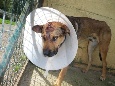 FARCO - malinois 9 ans - (7 ans de refuge) et sa trste histoire (procès de son ex maitre et jugament reporté en janvier 2015) Refuge de Ponthieu Marquenterre (80) 10A0-C.--FARCO.P0099