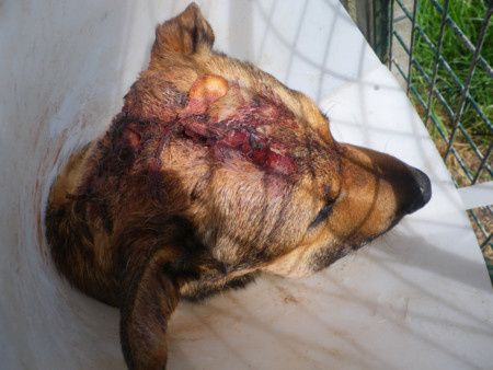 FARCO - malinois 9 ans - (7 ans de refuge) et sa trste histoire (procès de son ex maitre et jugament reporté en janvier 2015) Refuge de Ponthieu Marquenterre (80) 10A0-C.--FARCO.P0101