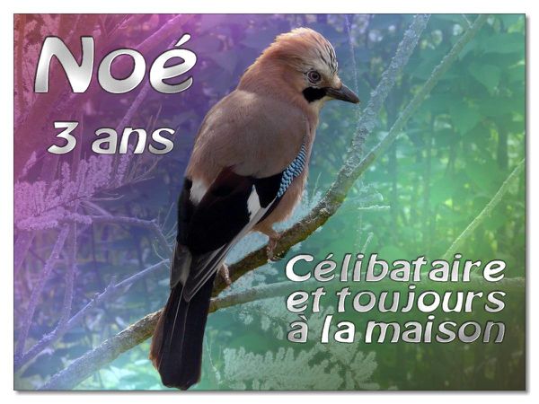 Noe-3 ans celibataire