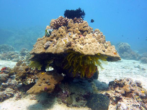 Rochers-coraux-Philippines
