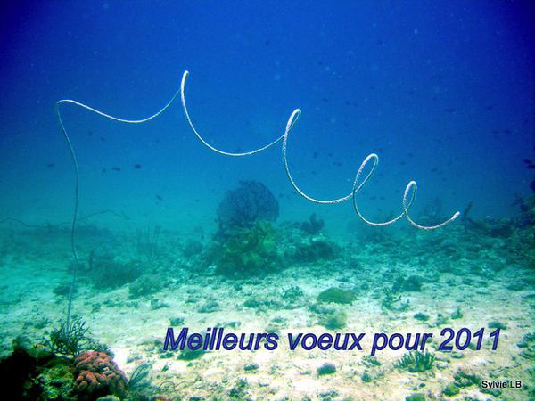 Voeux-2011-corail