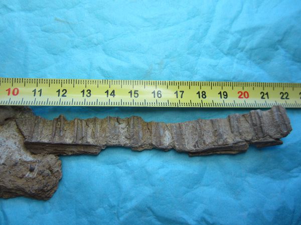 fossiles-du-muschelkalk-lorrain 0172