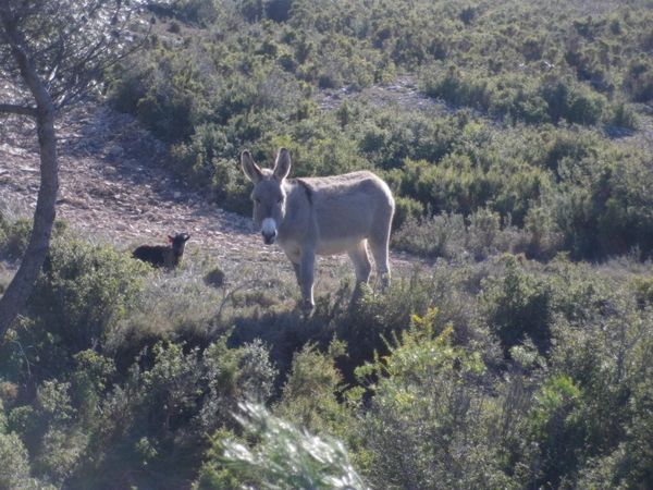 40--les-animaux---JPG