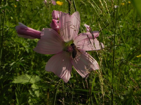 Abeille-sur-mauve--1-.JPG