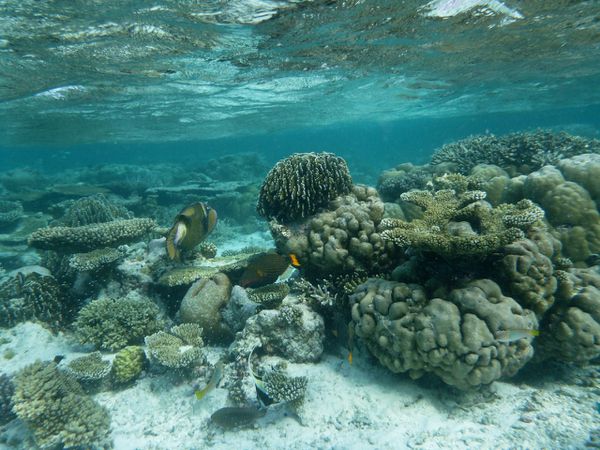 Maldives 4 14 baliste01