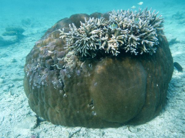 Maldives 4 27 corail02