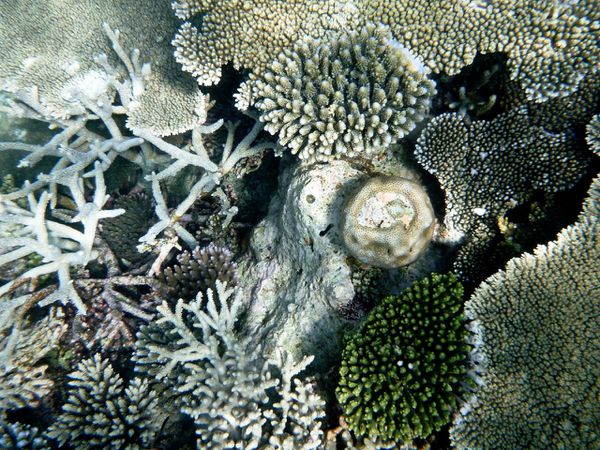 Maldives 4 27 corail03