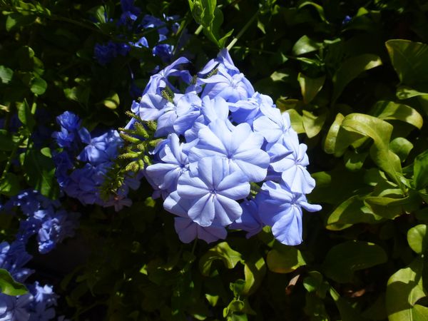 ALMUNECAR----Hotel-victoria-Playa---fleurs-bleues.JPG