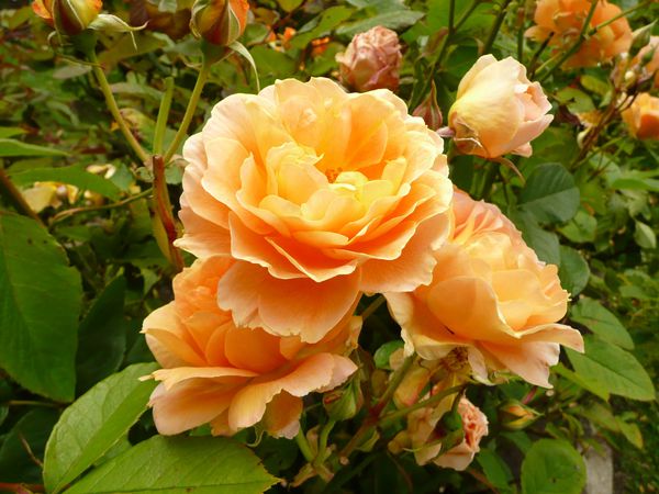 Golden-Gate-Park---Roses-Garden--2-.JPG