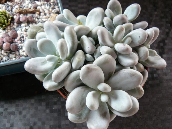aout-2012-056.JPG