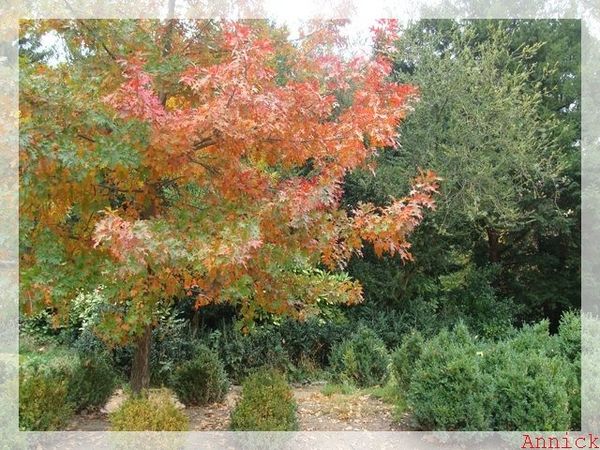 automne4