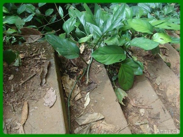 escalier13