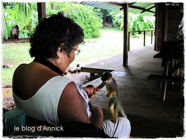 Annick et les petits singesbis