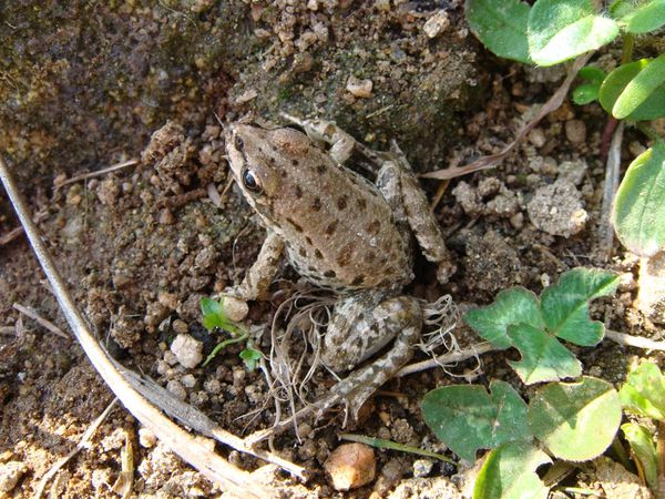 petit-crapaud-copie-1.JPG