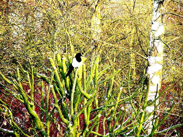 Pie et Neige 4-1-10 001