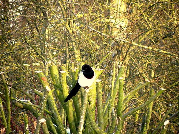 Pie et Neige 4-1-10 003