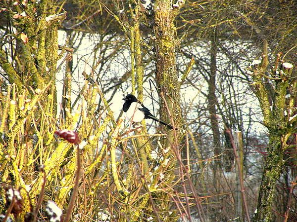 Pie et Neige 4-1-10 004