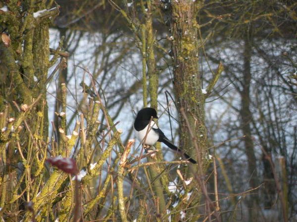 Pie et Neige 4-1-10 005