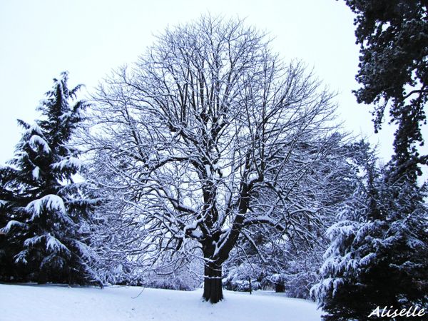 Marronnier-04-01-2010.jpg