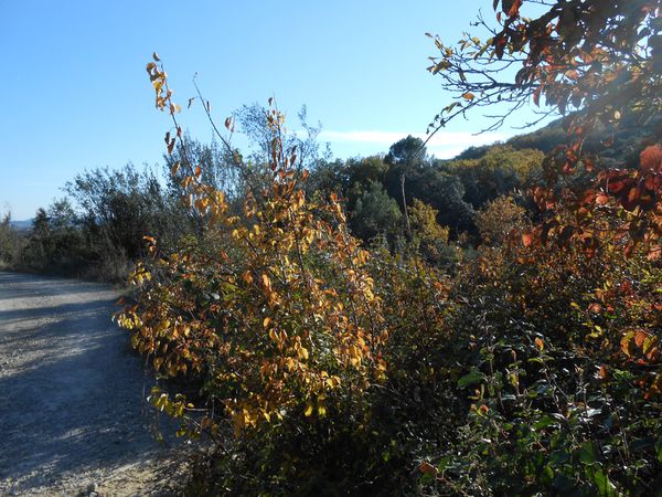 dans-la-colline-1er-Dec-2013-005.JPG