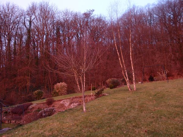 Le-jardin--au-lever-du-soleil-17-03-2012.jpg