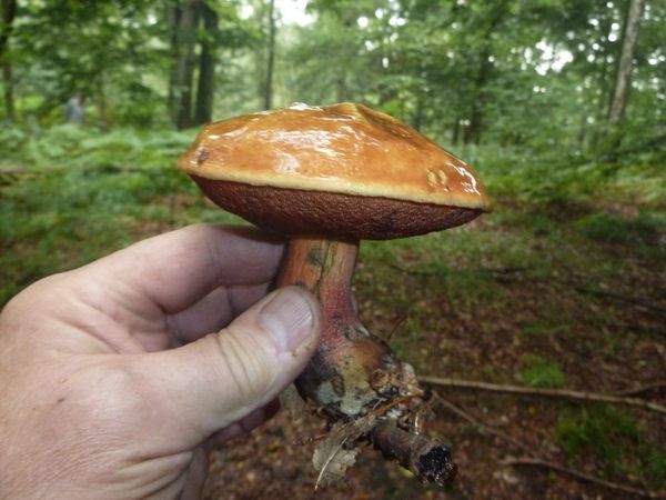 champignon pied rouge champignon pied rouge