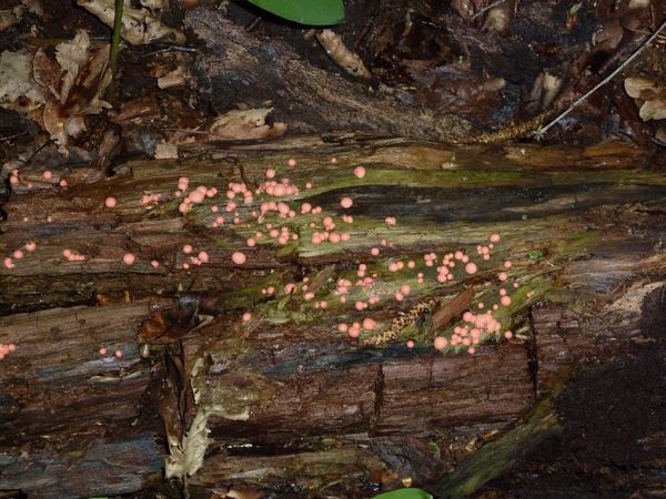 champignons rose