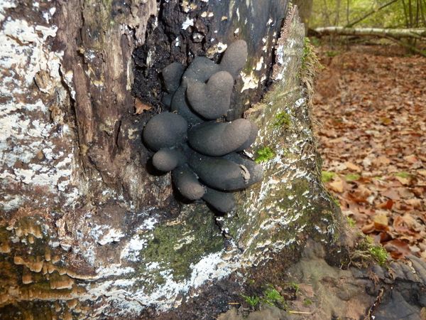 champignons noirs