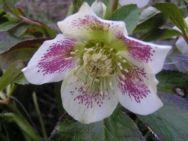 rose-de-Noel-1.jpg