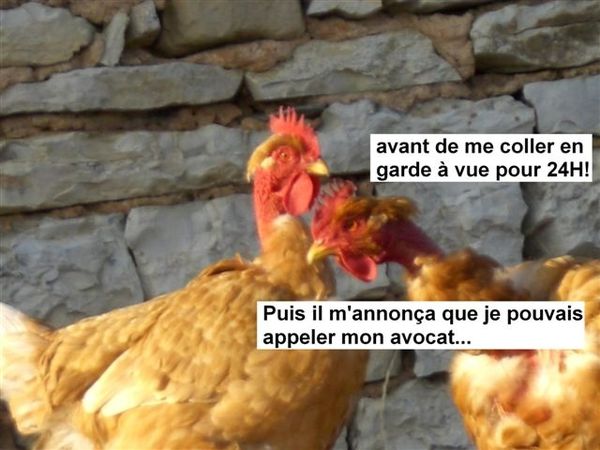 5canards2008 (58)