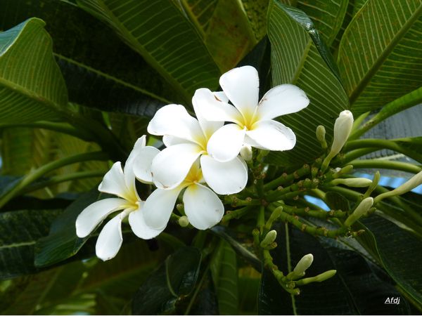 Tiare-P1390084.JPG
