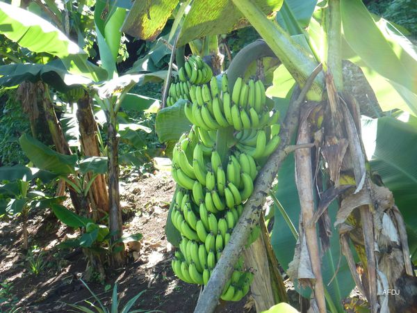 02-RAIETEA-bananes