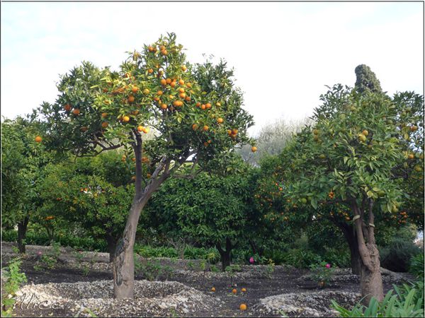 FermeColette-Orangeramere