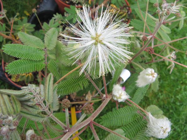 calliandra-conferta.jpg