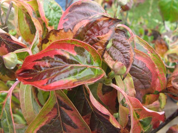 cornus-florida--cherokee-daybreak--.jpg