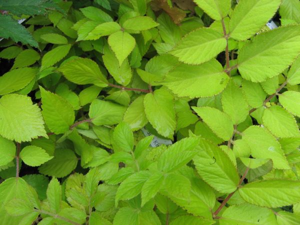 aralia-cordata--sun-king-.jpg