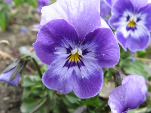 cornuta-penny-F1--deep-marina-.jpg